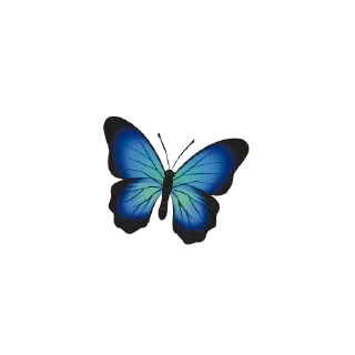🦋
