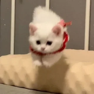 🐈
