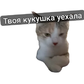 🐱