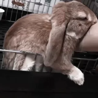 🐇