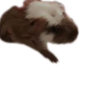🐱