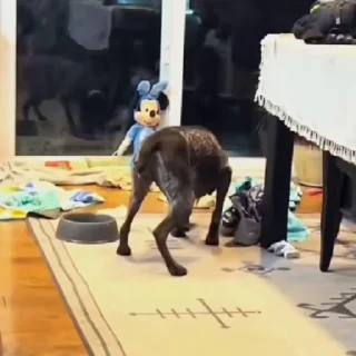 🐩