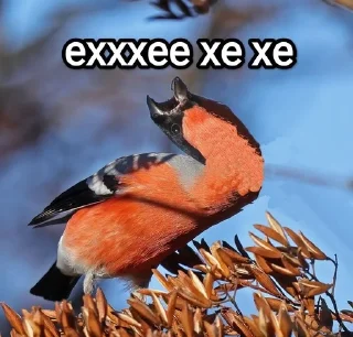 🤣