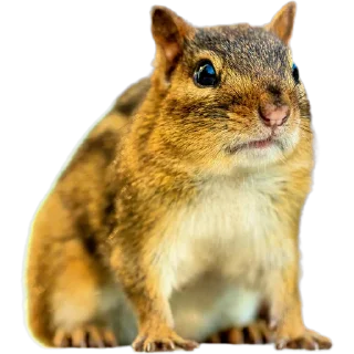 🐿️