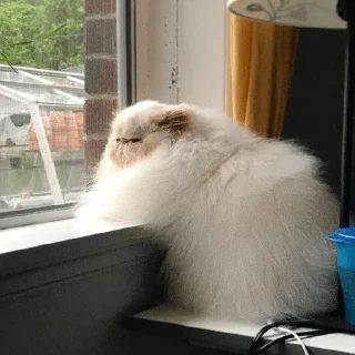😺