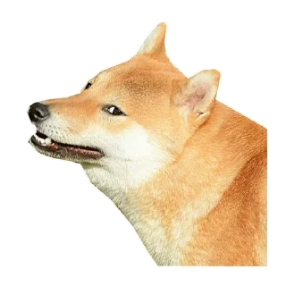 🐶
