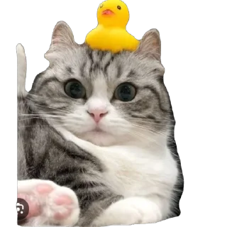 🫥