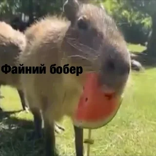 🦦