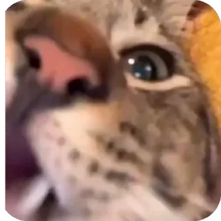 😋