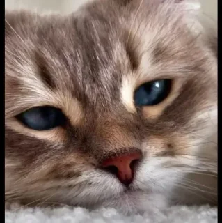 🤩