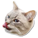 😋