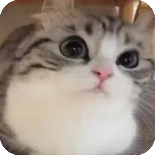 🫥