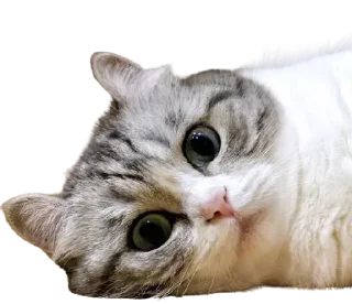 😺