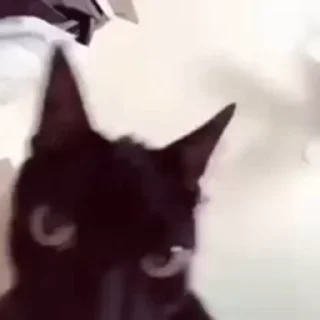 🐱