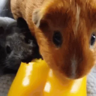 🐹