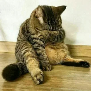 😺