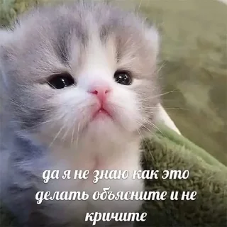 🐥