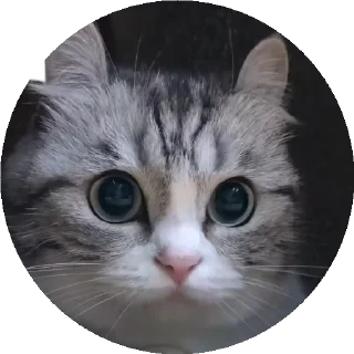 😺