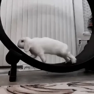 🐇