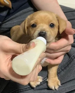 🍼