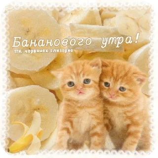 🐱