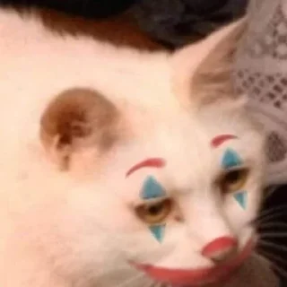 🐱