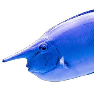 🐠