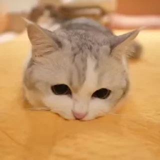 😻