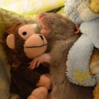 💤