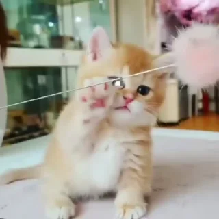 🐈