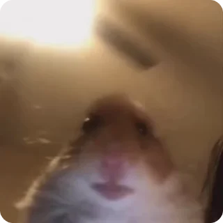 🐹
