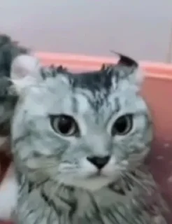😶