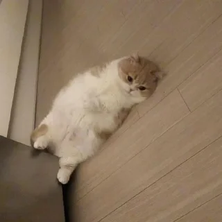 🐾