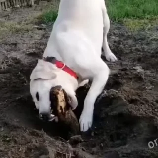 🐶