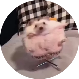 🦔