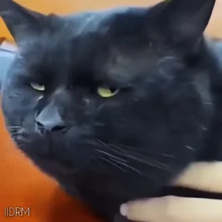 😾
