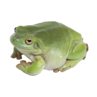 🐸