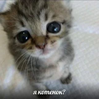 🥺