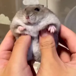 🥟