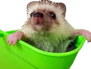 🦔