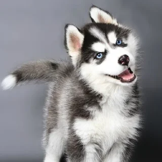 🐶