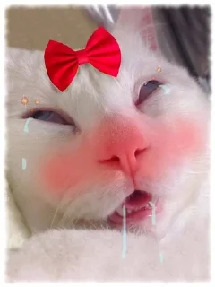 🐱