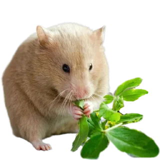 🌱