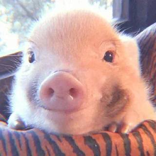 🐽
