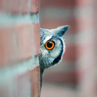 👁