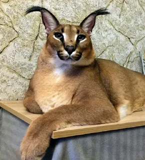 🐱