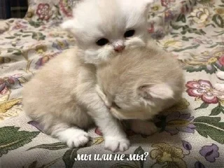 🐱