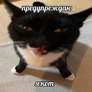 😼