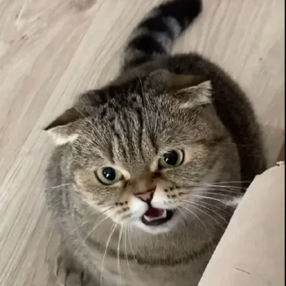 🤩