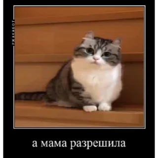 😼